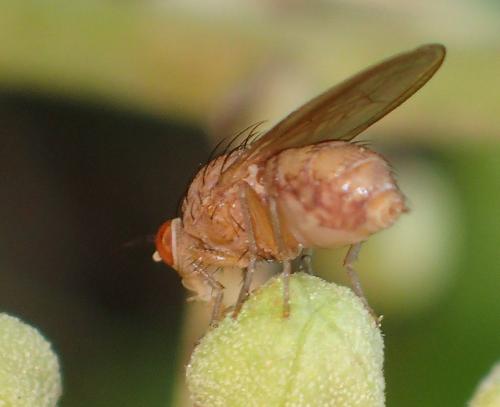 Minettia sp.